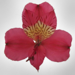 cerise - salmon