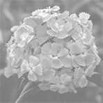 mix - неопределенный цвет