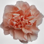 peach
