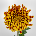 bicolor