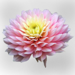 light pink