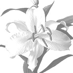 oriental mix
