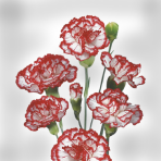 bicolor