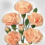 peach