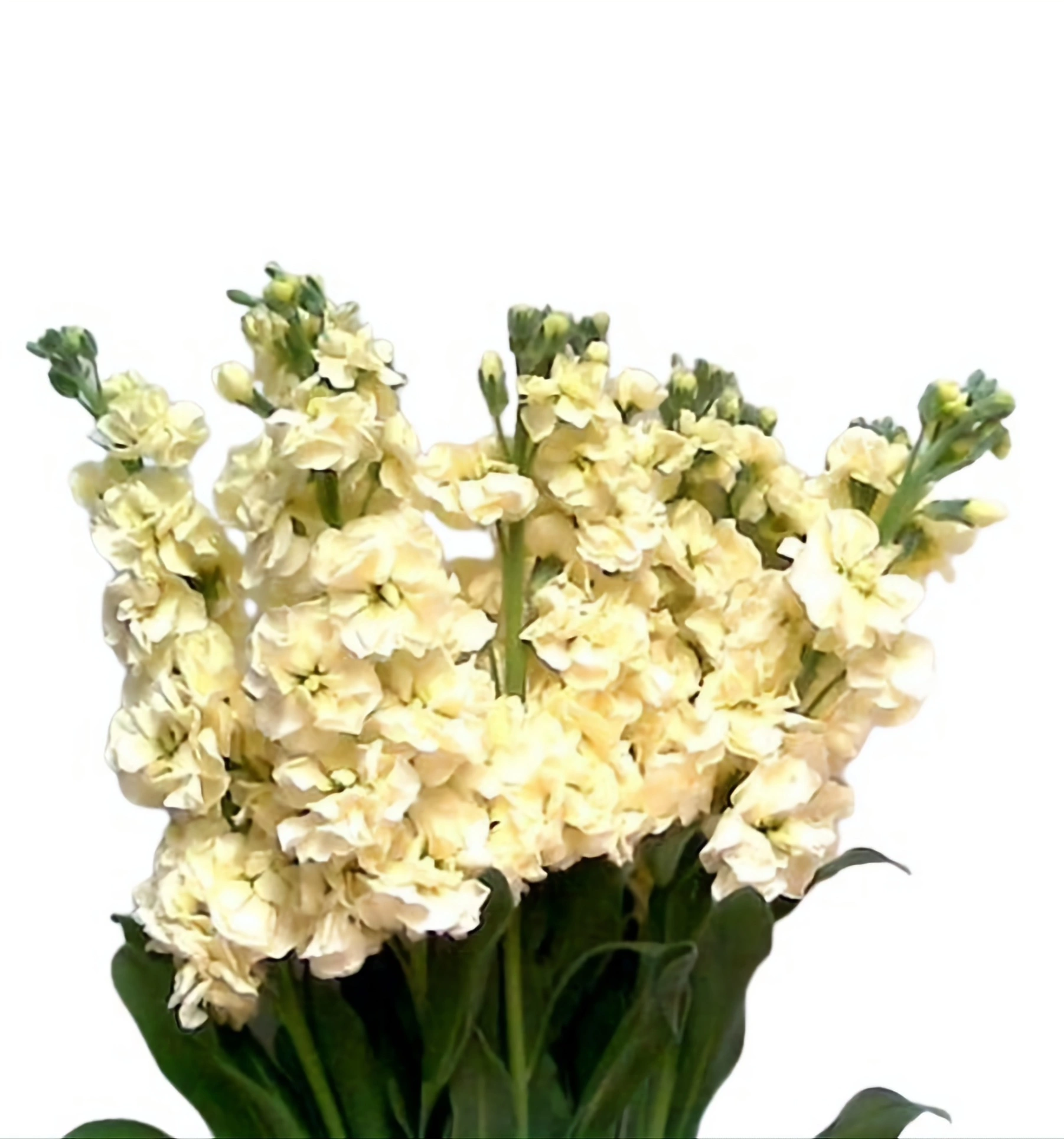 cream