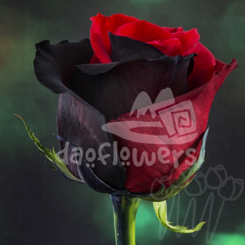 D 20 Red Black PNT