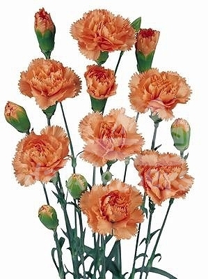 peachy furore*