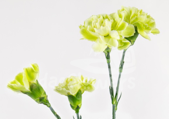 brocoli*