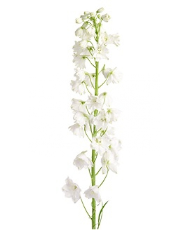 Triton Ariel White
