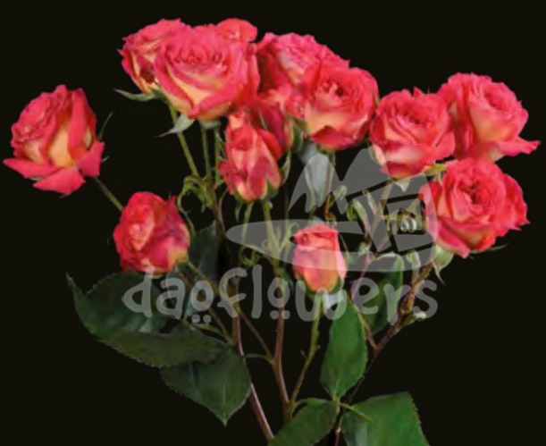 magic rosever*
