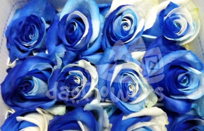 BW blue & white PNT
