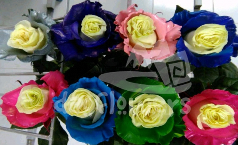 soul assorted PNT