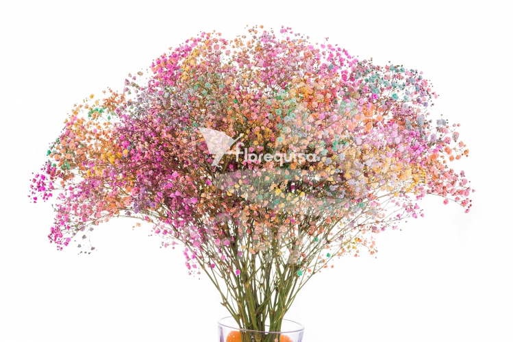 gypso rainbow PNT
