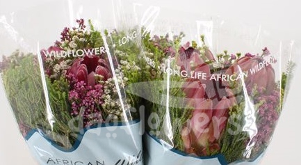 bq hybrid carousel