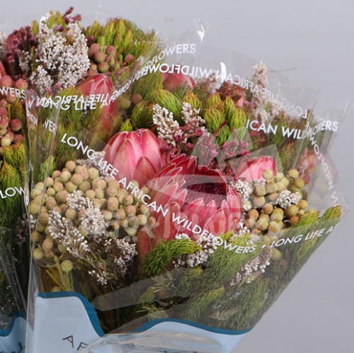 bq hybrid 2 protea