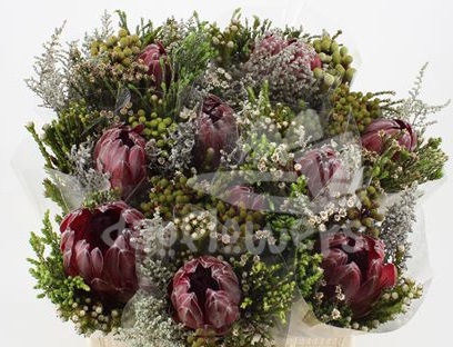 bq hybrid 5 protea