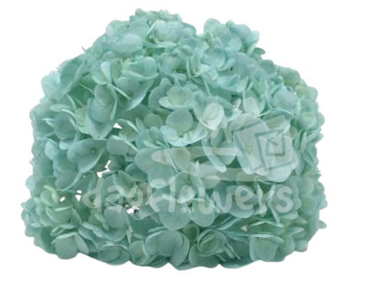 Spectrum Solid Aqua
