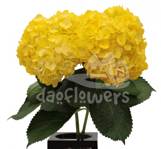 Yellow PNT