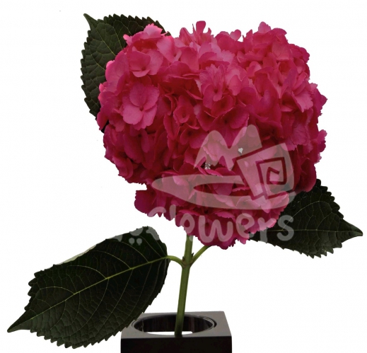 Hot Pink PNT