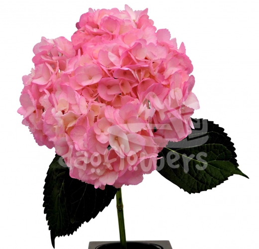Pink PNT