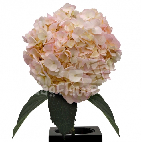 Light Pink PNT