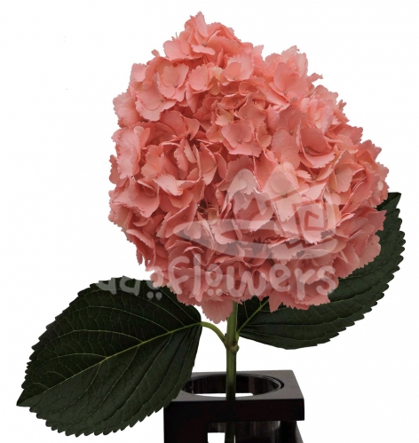 Palo de Rosa PNT