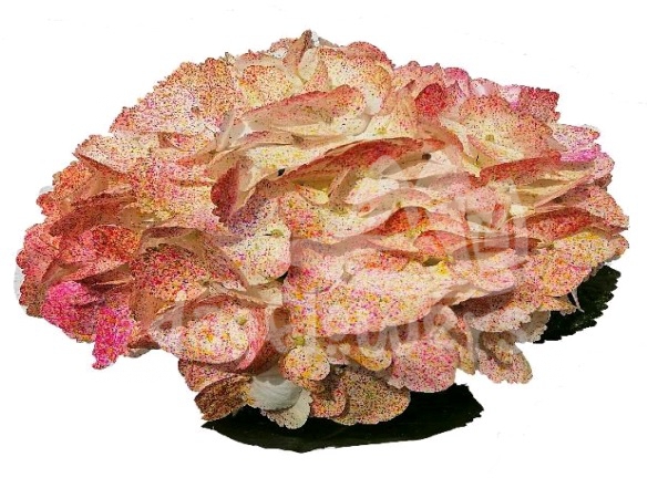 confetti PNT