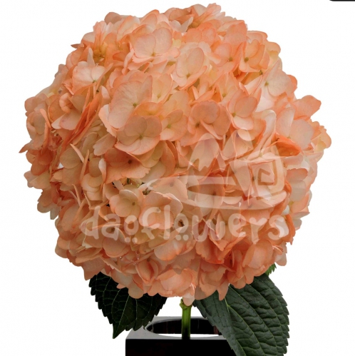 Peach PNT