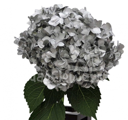 Silver PNT