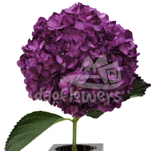 Purple Uva PNT