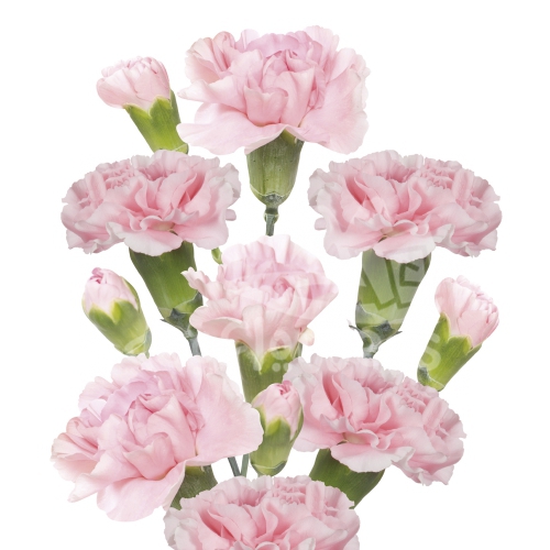 rosadita*