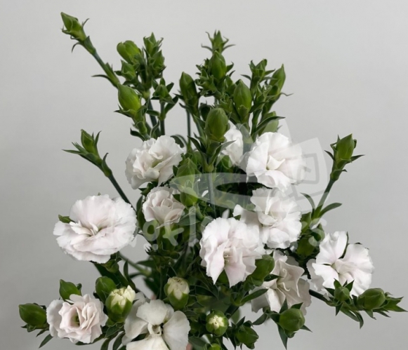 Lilliput Snow
