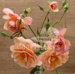 scented whisper*