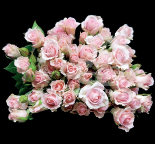 fleurette*
