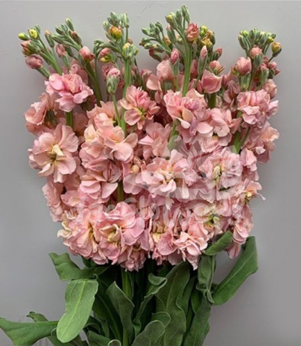 stock peach