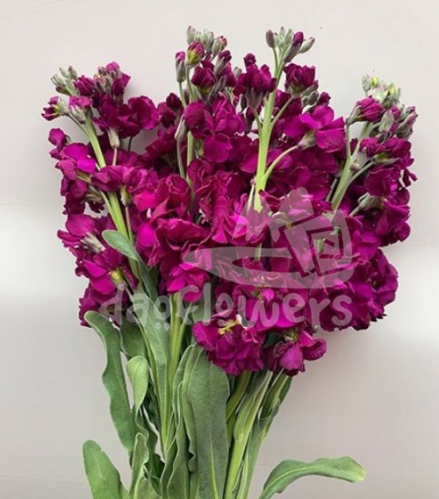 stock purple
