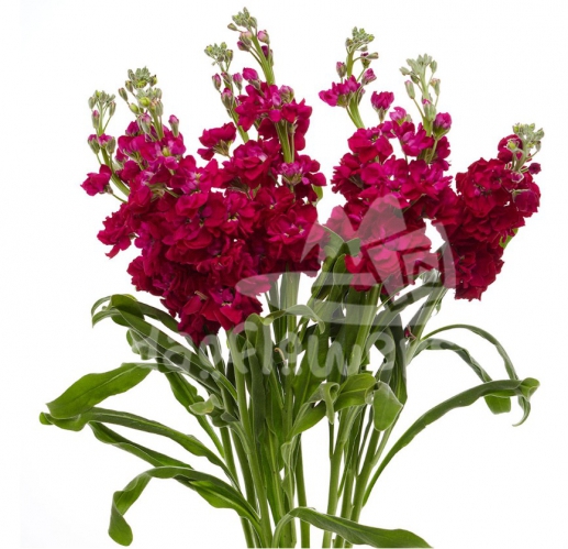 stock hot pink