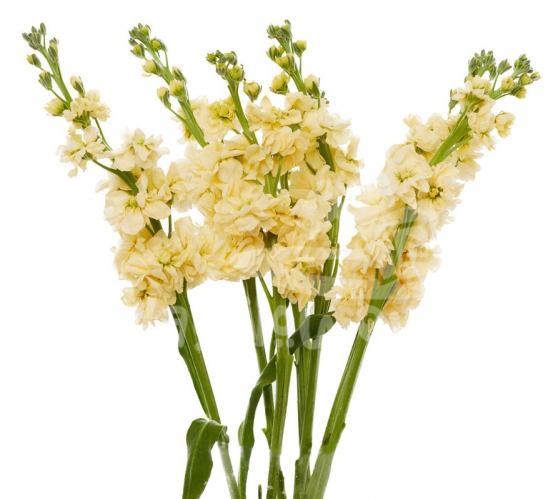 stock yellow