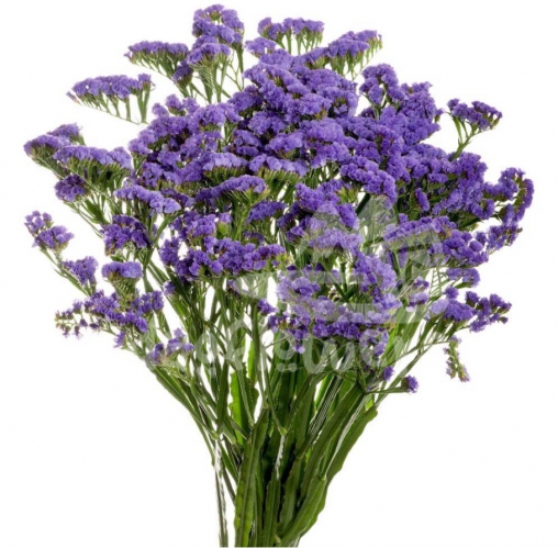 statice deep blue