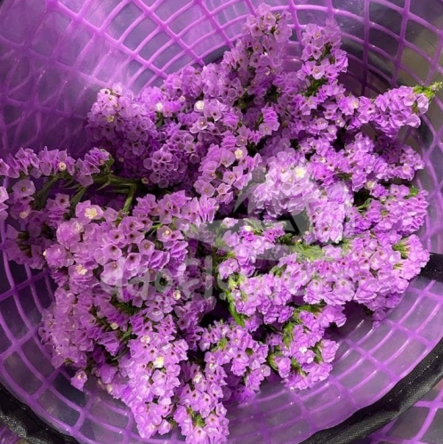 statice lavender