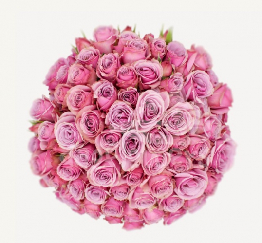 lavender irishka*