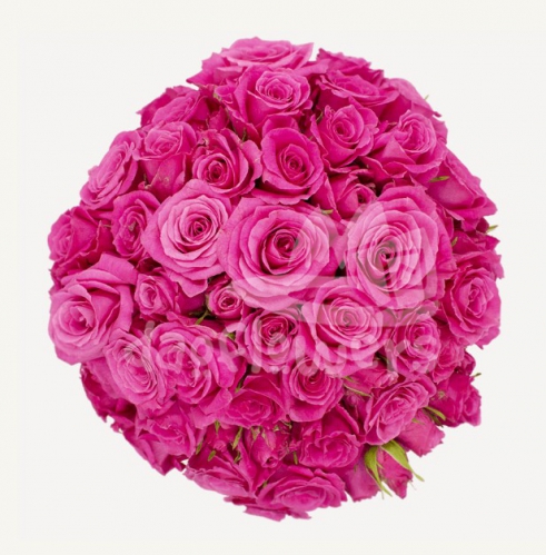 hot pink folies*