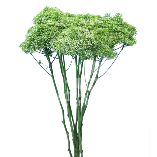 trachelium white