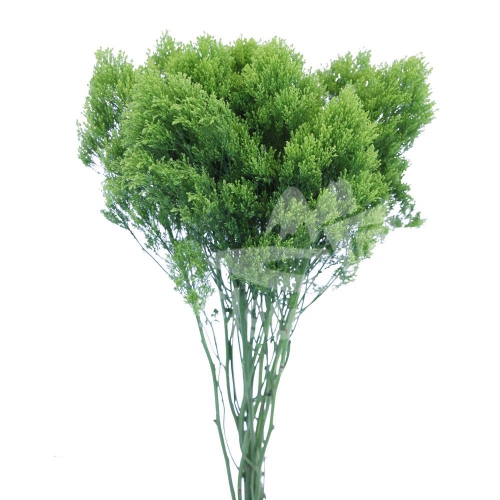 trachelium jade