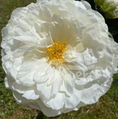 Fringed Ivory