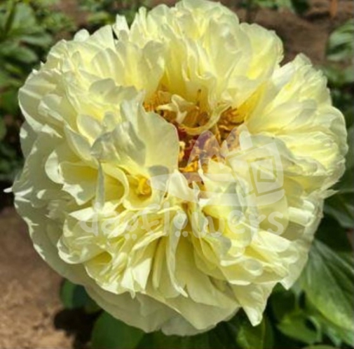Lemon Chiffon
