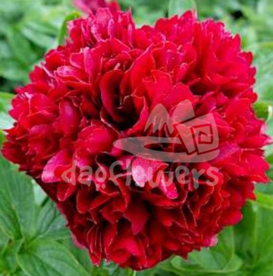 Red Grace