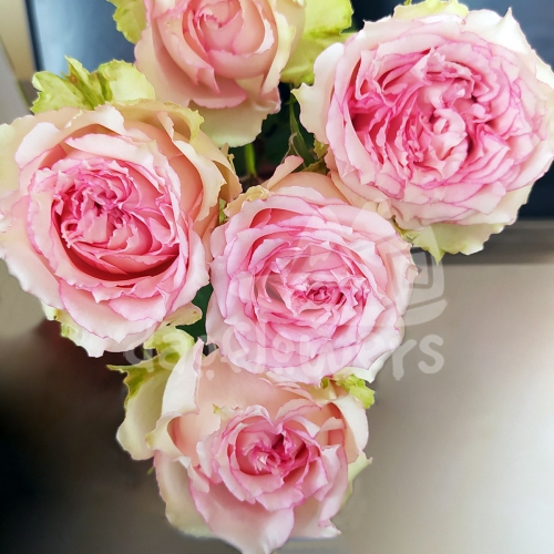 pink blossoms*