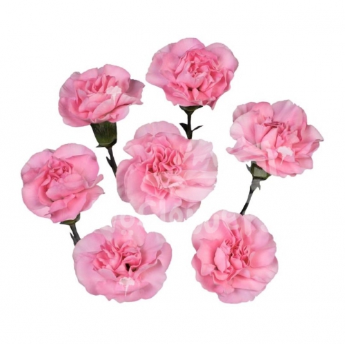 cuine pink*