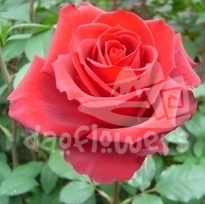 red sensation